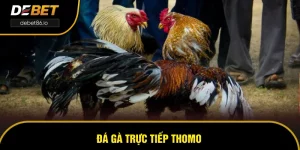 Đá Gà Trực Tiếp Thomo - Trò Chơi Được Yêu Thích Tại DEBET