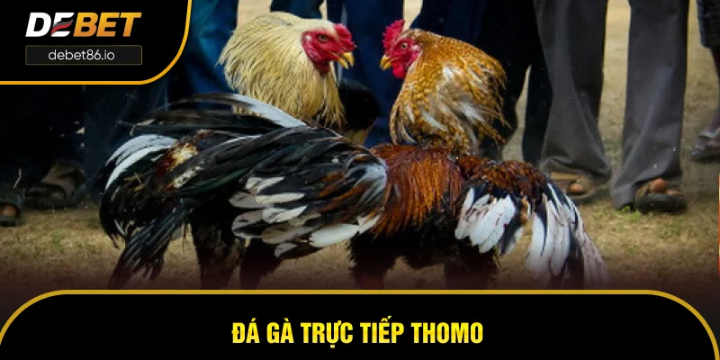 Đá Gà Trực Tiếp Thomo - Trò Chơi Được Yêu Thích Tại DEBET