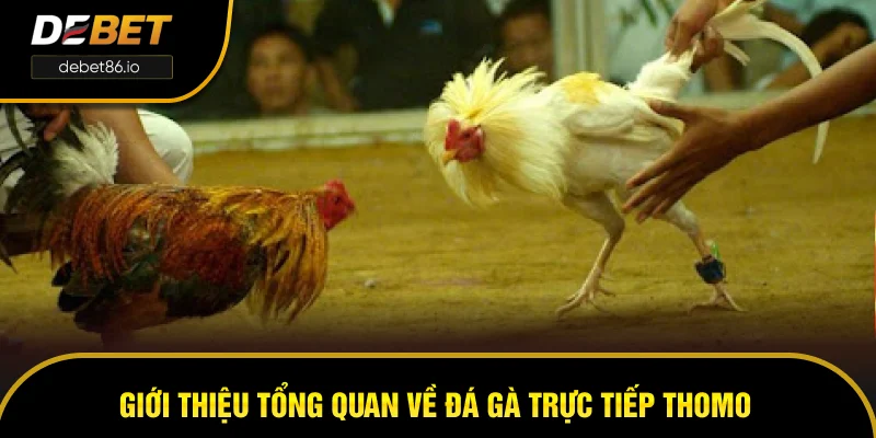 Giới thiệu tổng quan về đá gà trực tiếp Thomo Giới thiệu tổng quan về đá gà trực tiếp Thomo