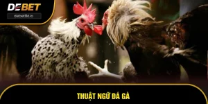 Thuật Ngữ Đá Gà – Tổng Hợp Các Thuật Ngữ Phổ Biến Và Ý Nghĩa