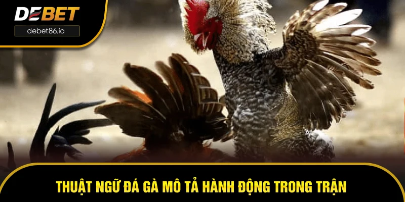 Thuật ngữ đá gà mô tả hành động trong trận