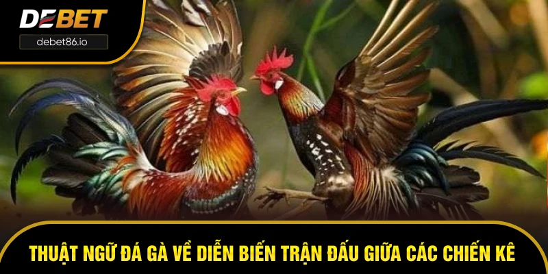 Thuật ngữ đá gà về diễn biến trận đấu giữa các chiến kê
