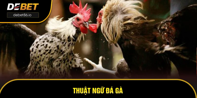 Thuật Ngữ Đá Gà – Tổng Hợp Các Thuật Ngữ Phổ Biến Và Ý Nghĩa