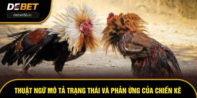 Thuật ngữ mô tả trạng thái và phản ứng của chiến kê